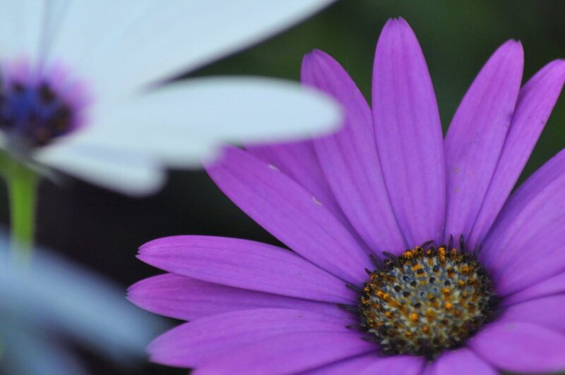 Purple Daisy Flower — Calm, Photograph, White Flower