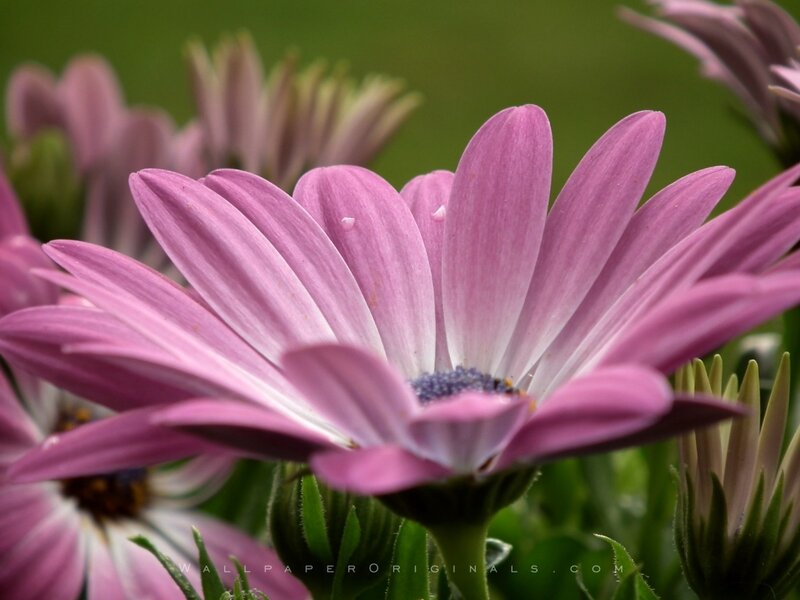 Purple Daisy Flower — Calm, Spring