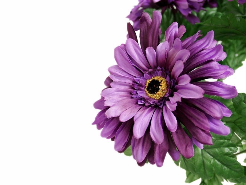 Purple Daisy Flower — Calm