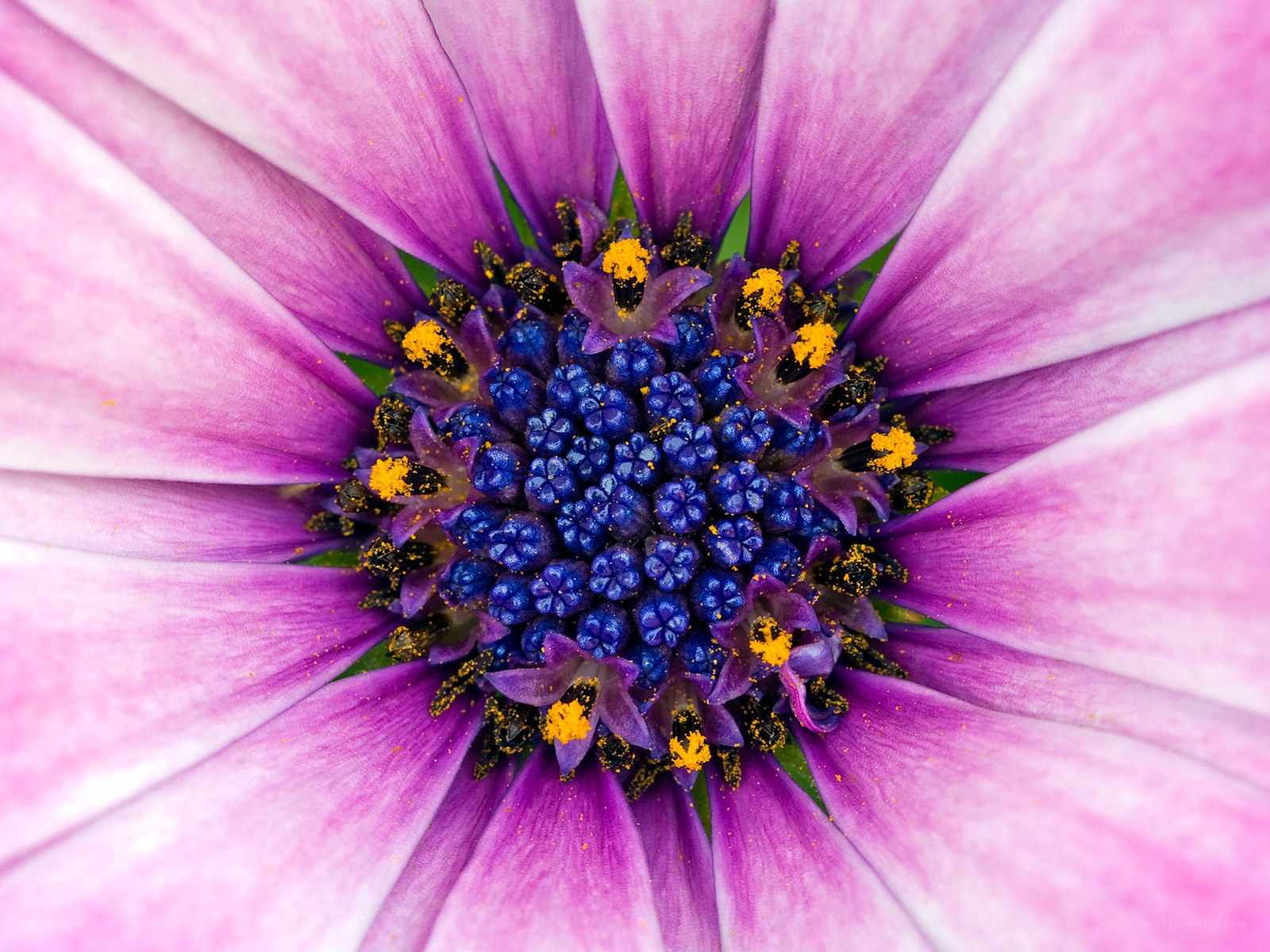 purple daisy flower center