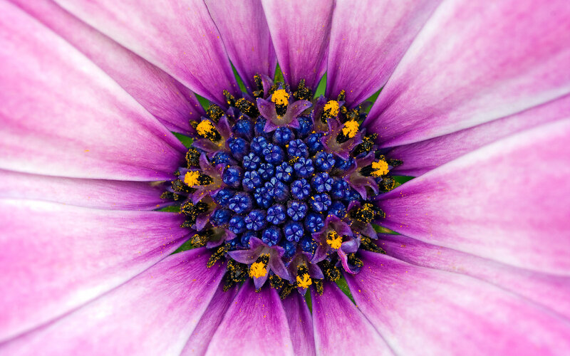 purple daisy flower center