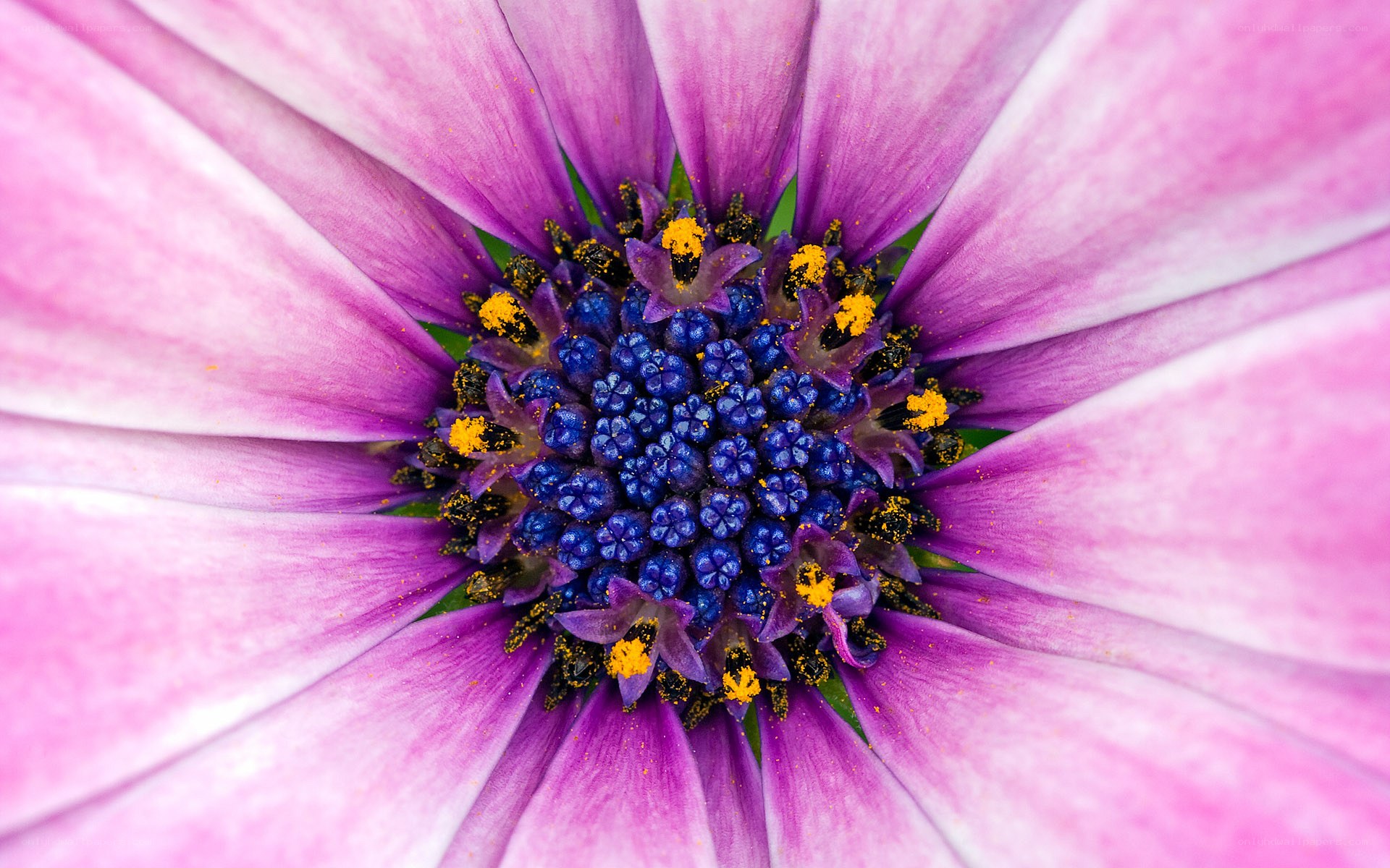 purple daisy flower center