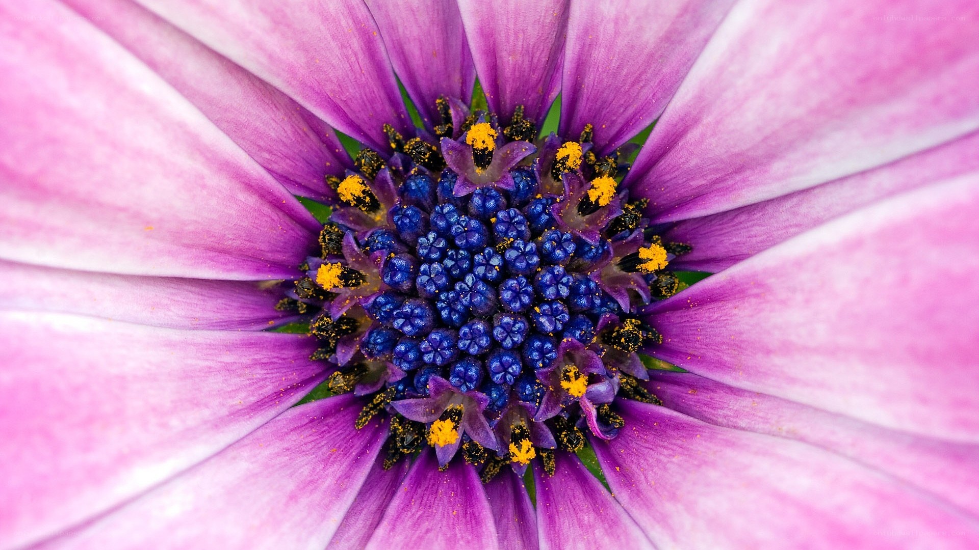 purple daisy flower center