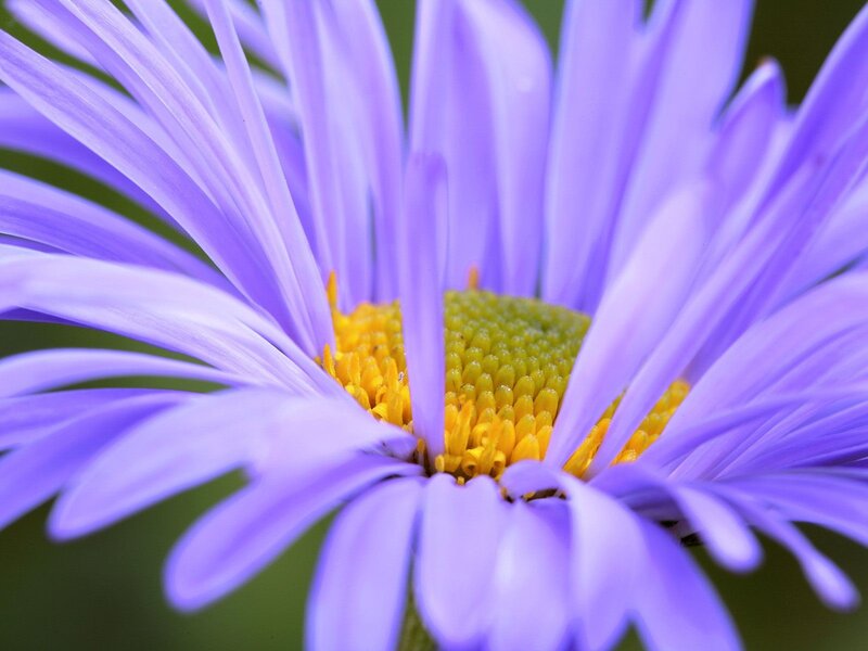 purple daisy flower close-up