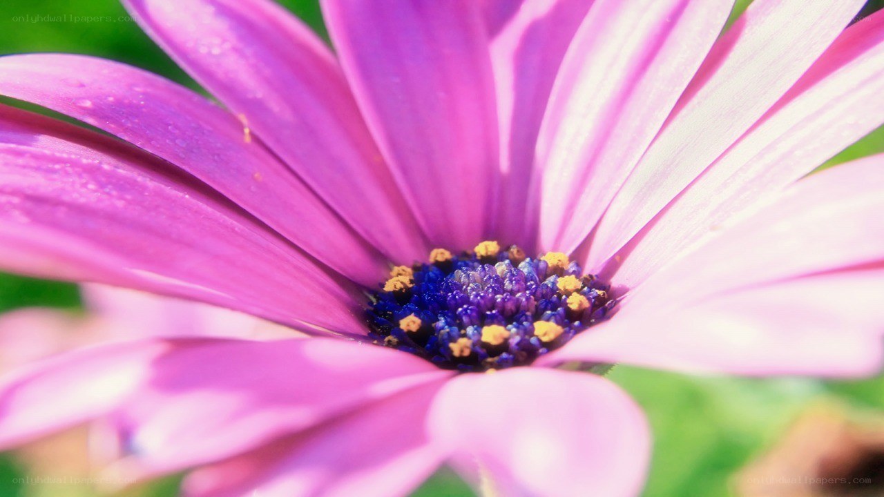 purple daisy flower close-up