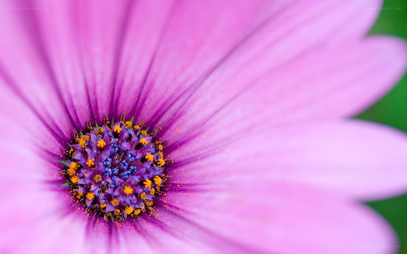 purple daisy flower close-up