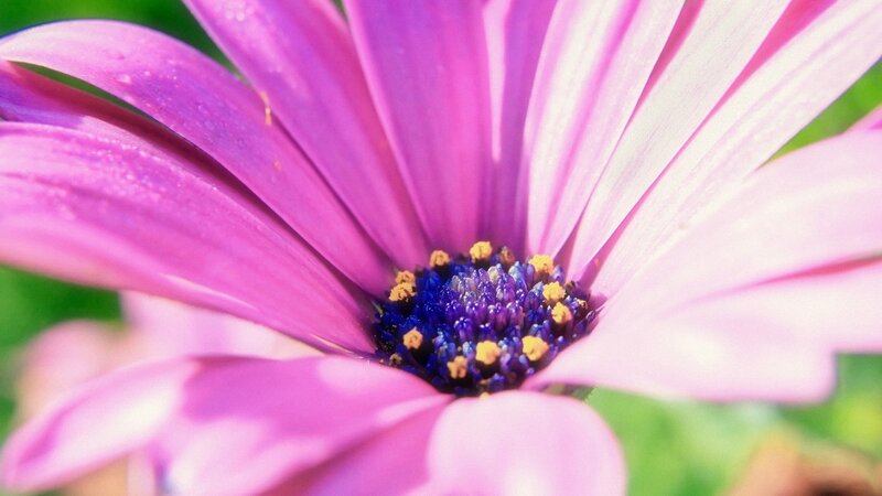 purple daisy flower close-up