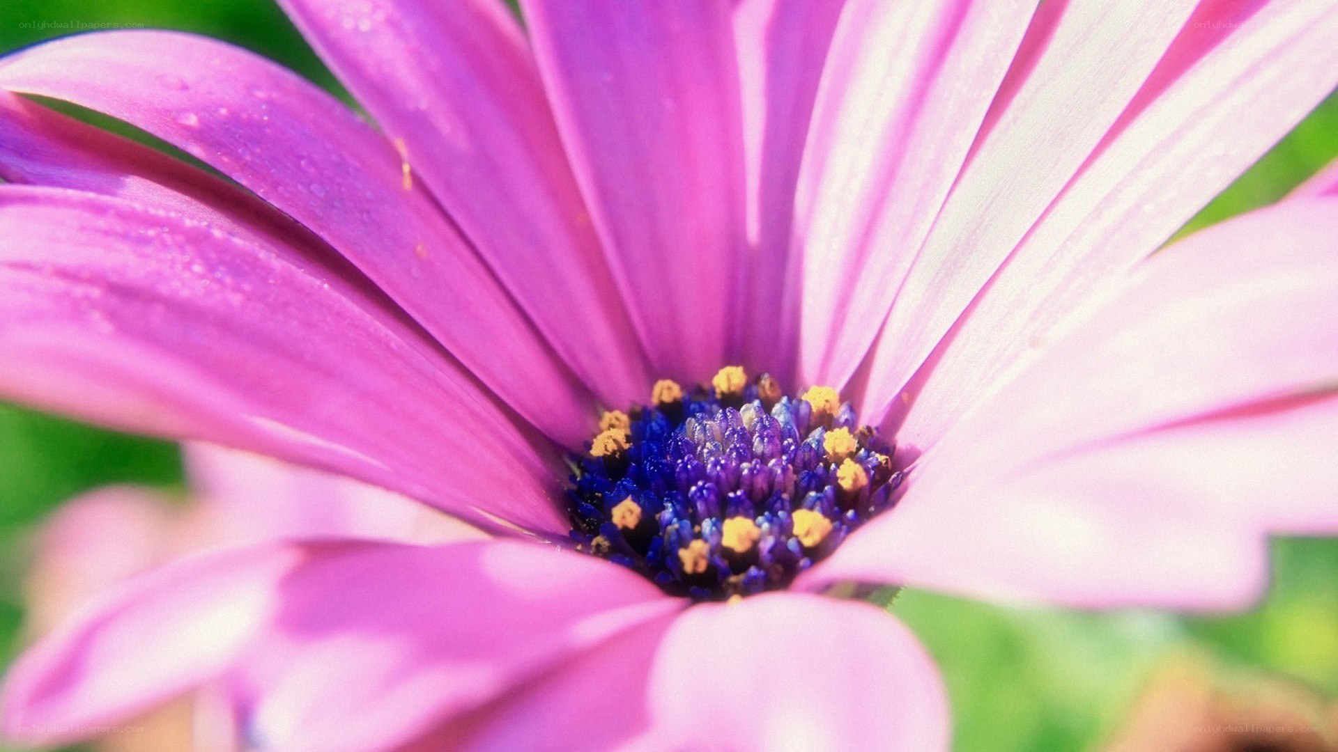 purple daisy flower close-up