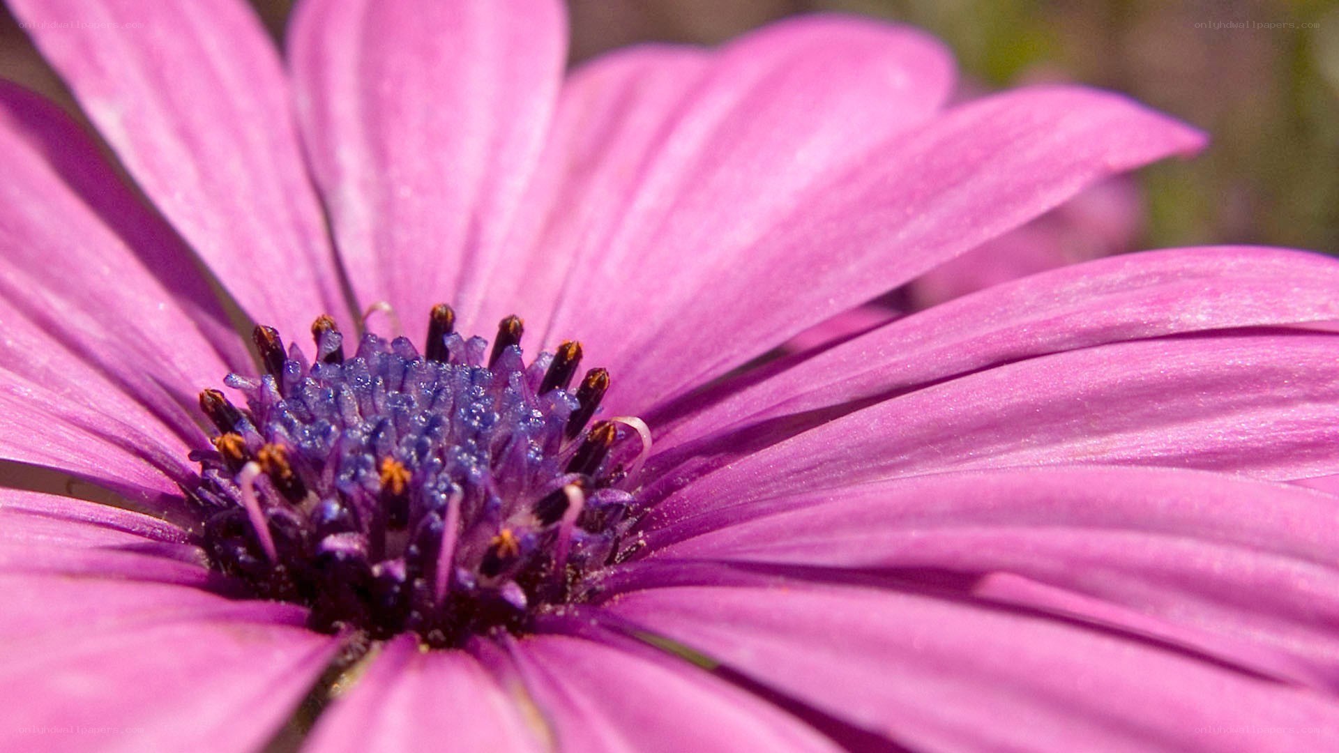 purple daisy flower close-up