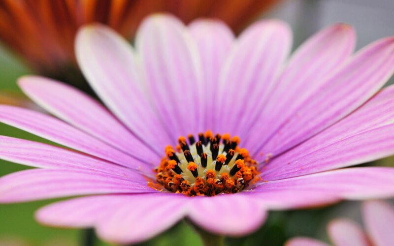purple daisy flower close-up
