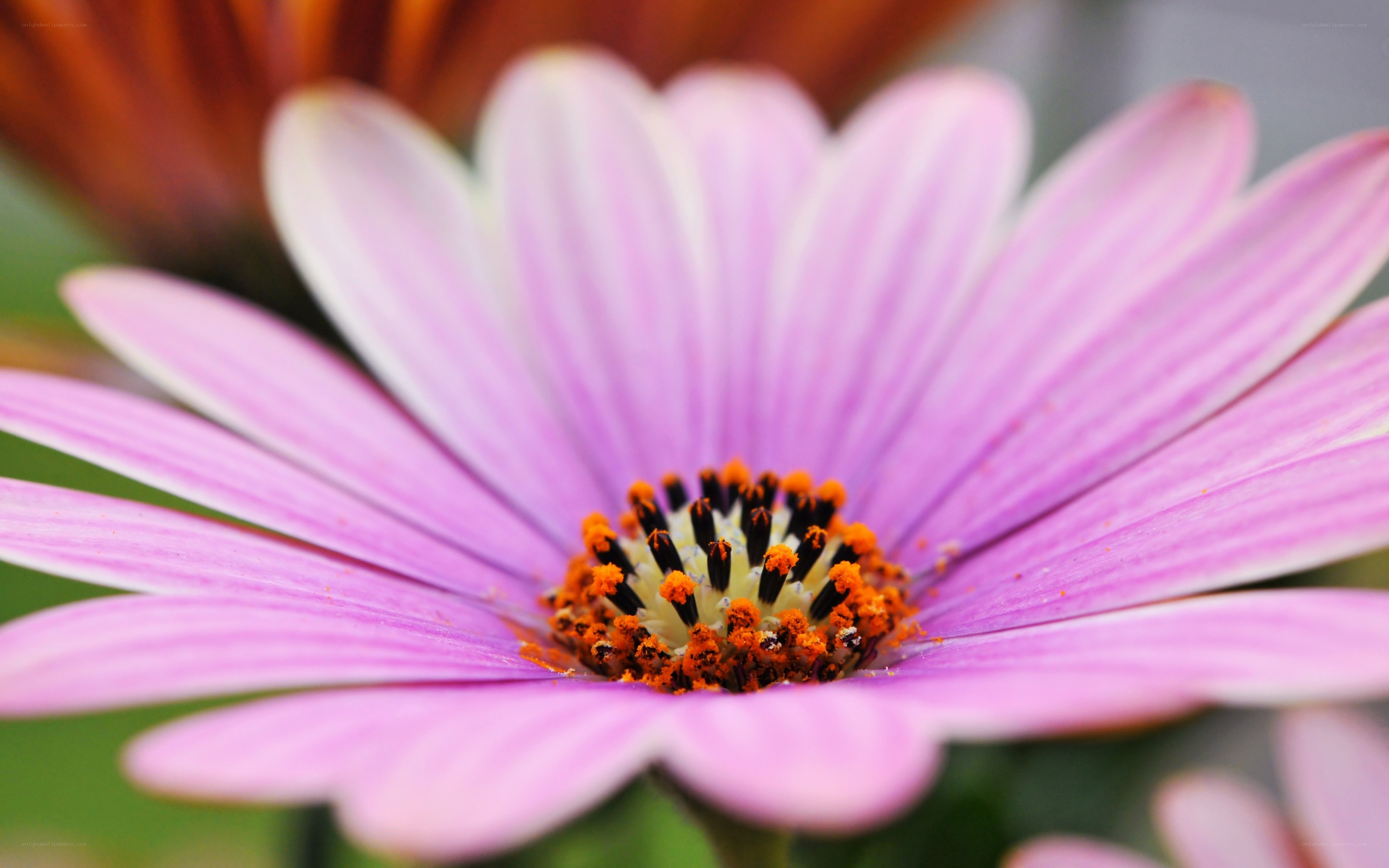 purple daisy flower close-up