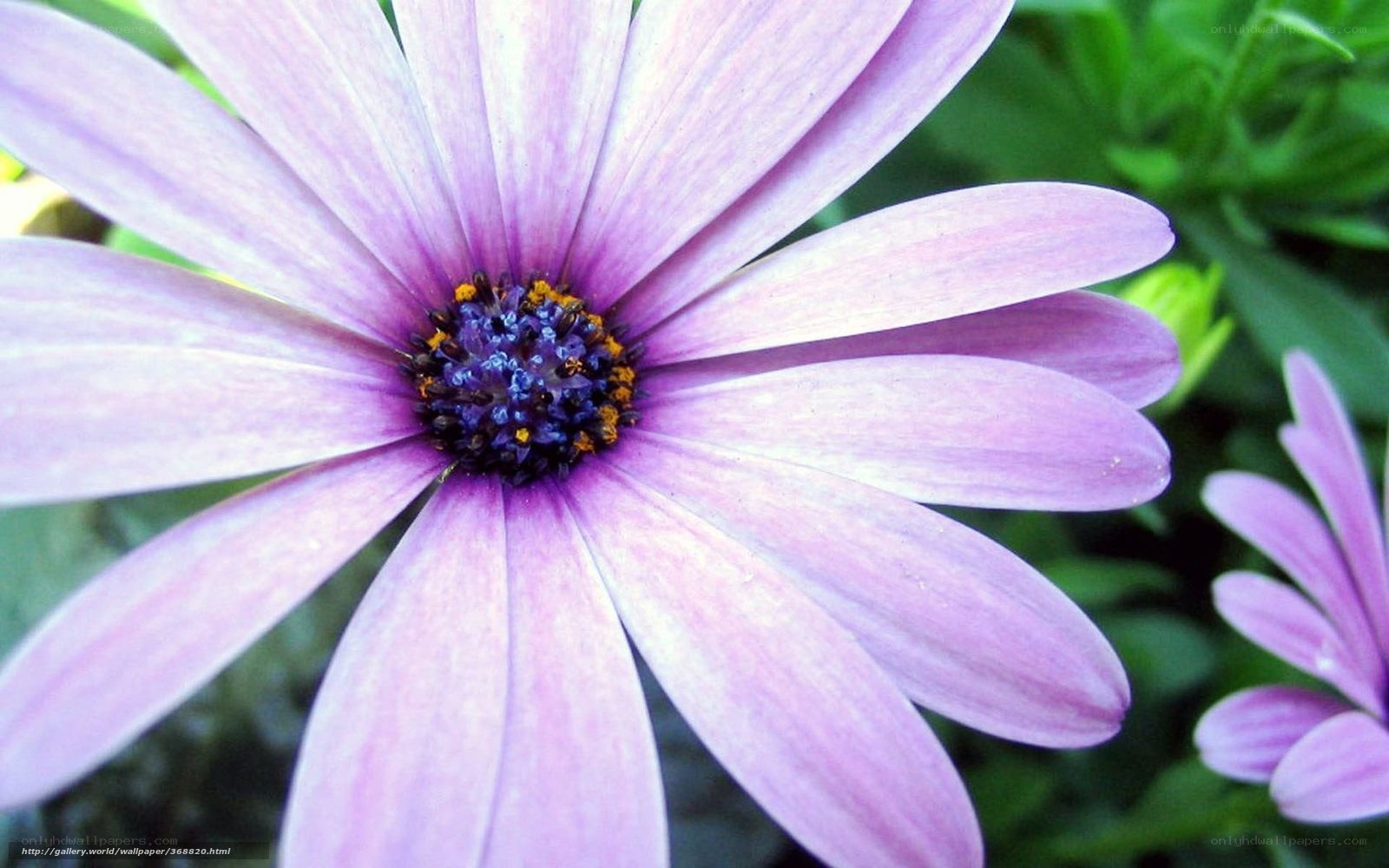 purple daisy flower close-up