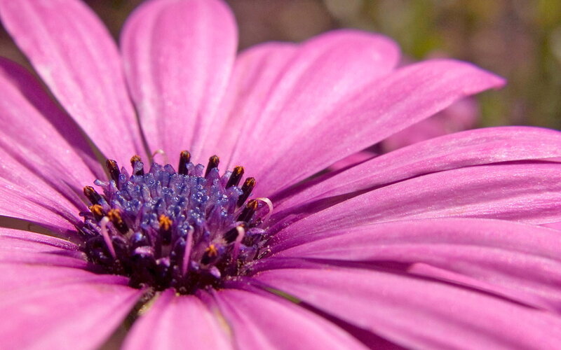 purple daisy flower close-up