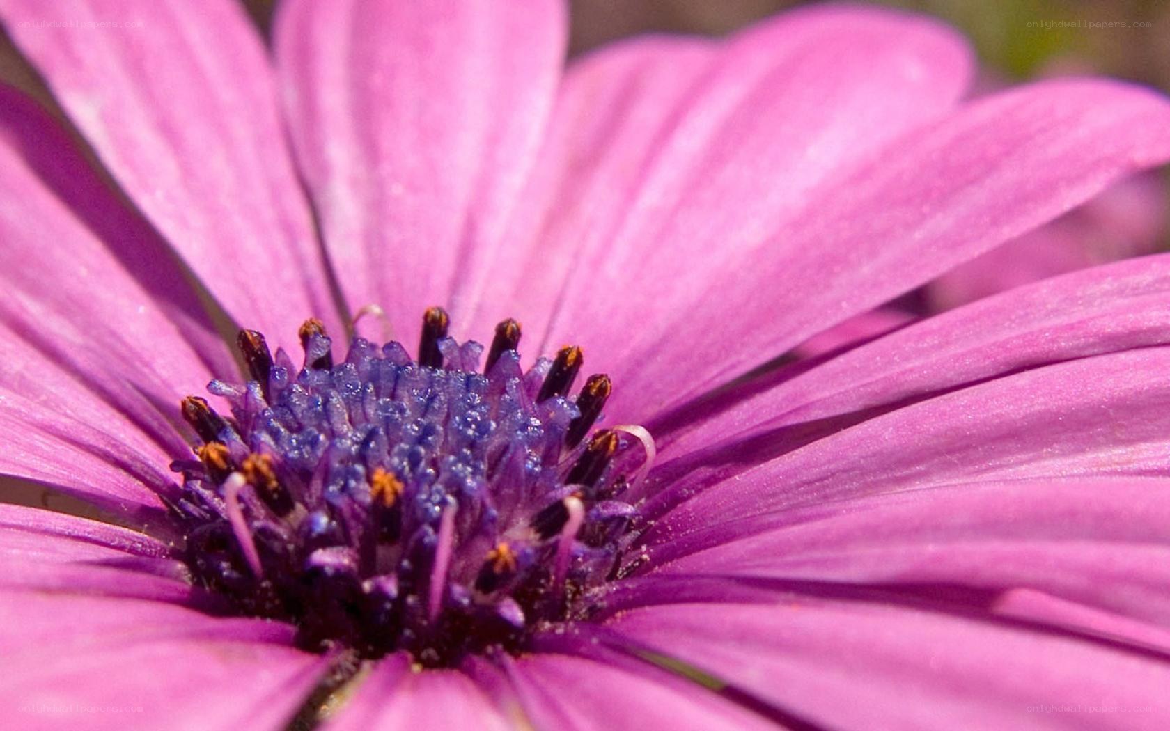 purple daisy flower close-up