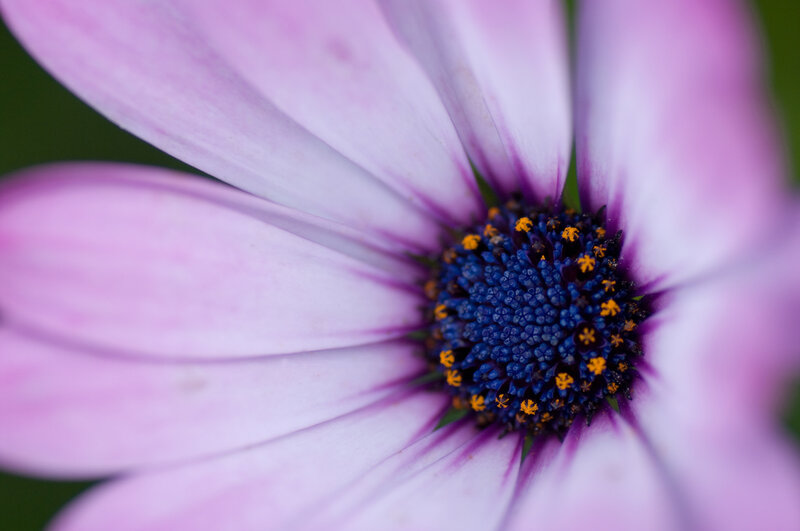purple daisy flower close-up
