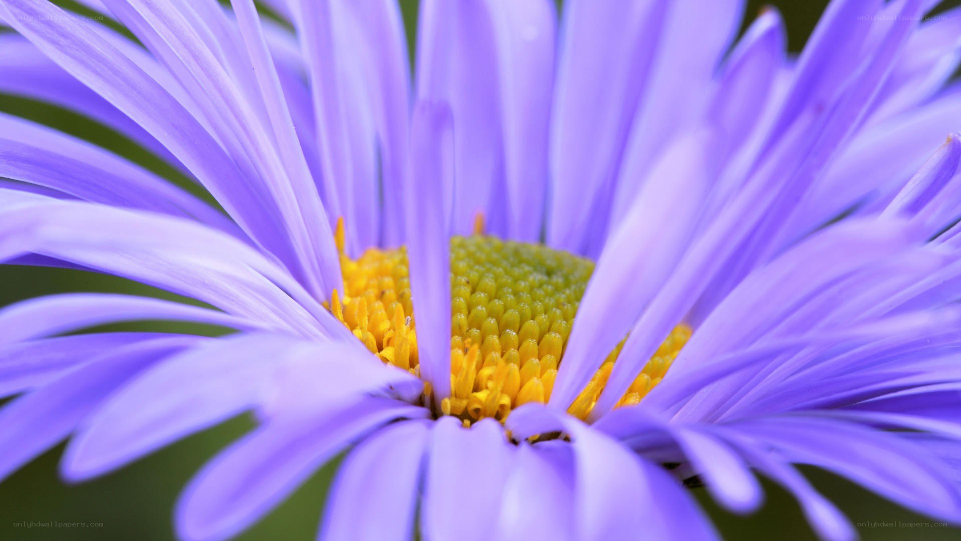 purple daisy flower close-up