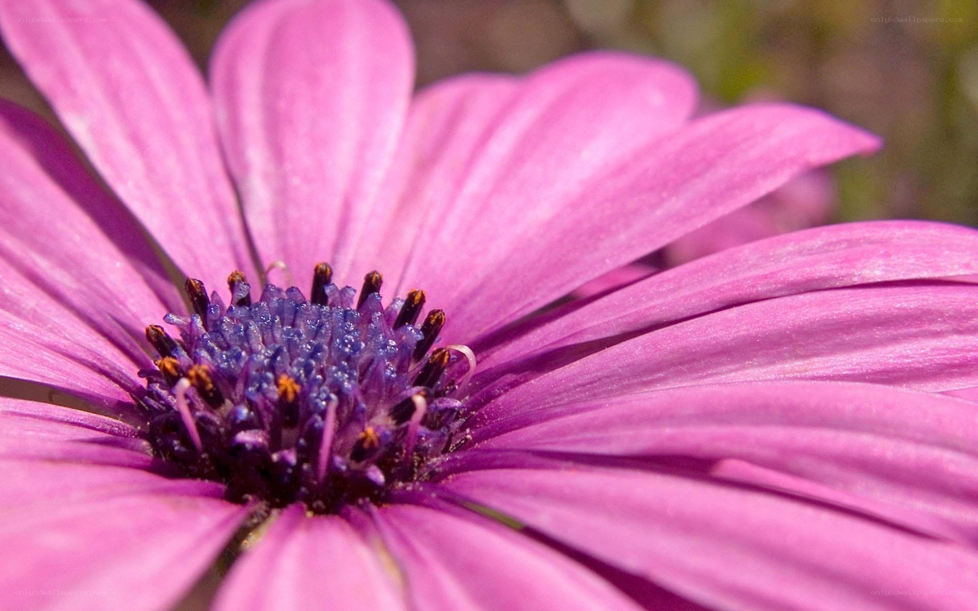 purple daisy flower close-up