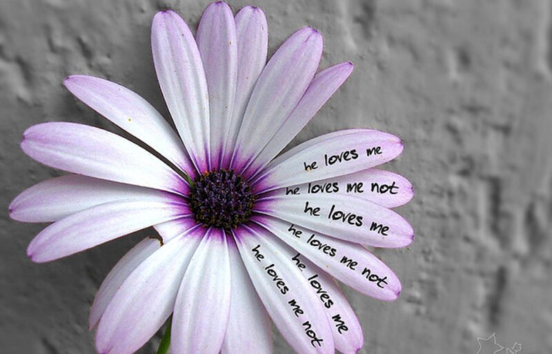 Purple Daisy Flower — Contemplative, Photograph