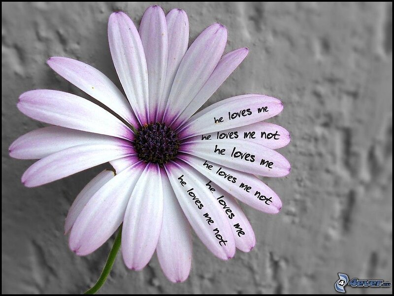 Purple Daisy Flower — Contemplative