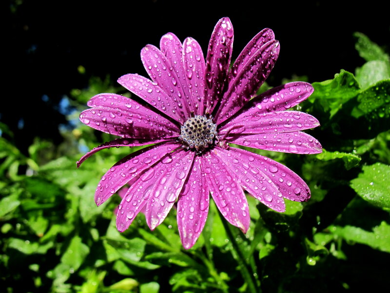 Purple Daisy Flower — Dramatic, Afternoon