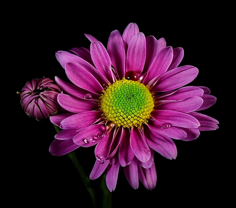 Purple Daisy Flower — Dramatic, Photograph, Bud