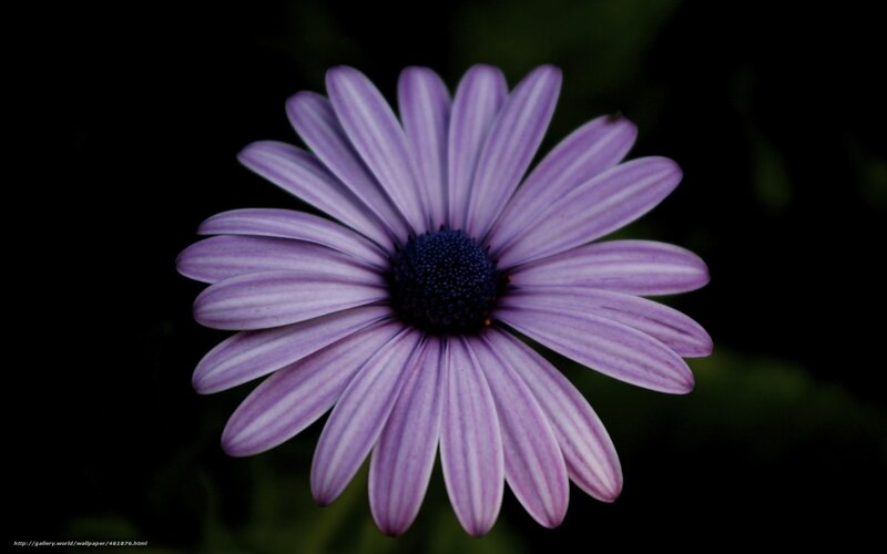 Purple Daisy Flower — Dramatic, Photograph, Dark Background