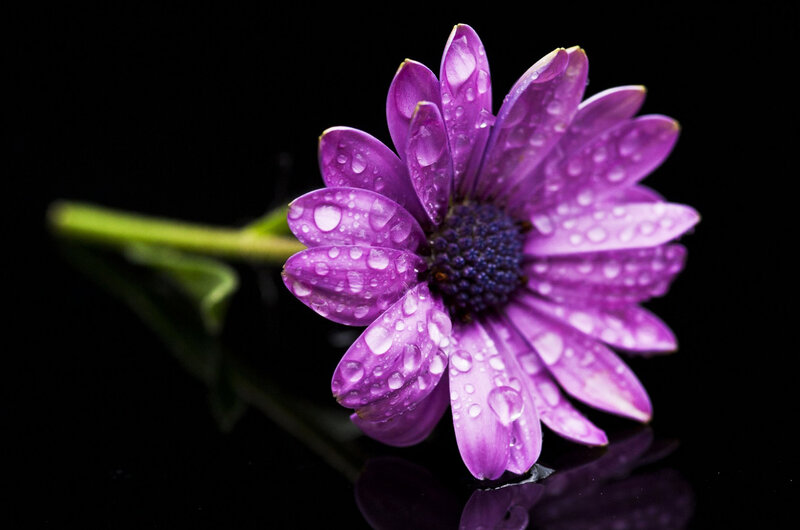 Purple Daisy Flower — Dramatic, Photograph, Petals, Stem