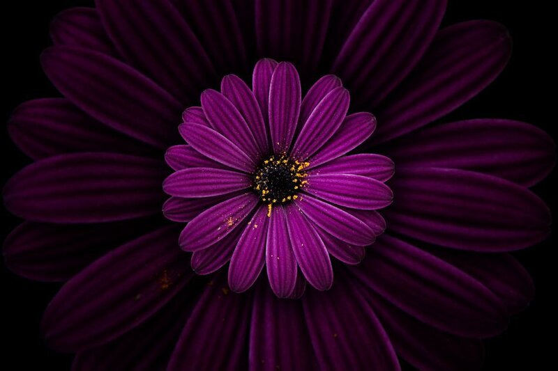 Purple Daisy Flower — Dramatic, Photograph, Petals