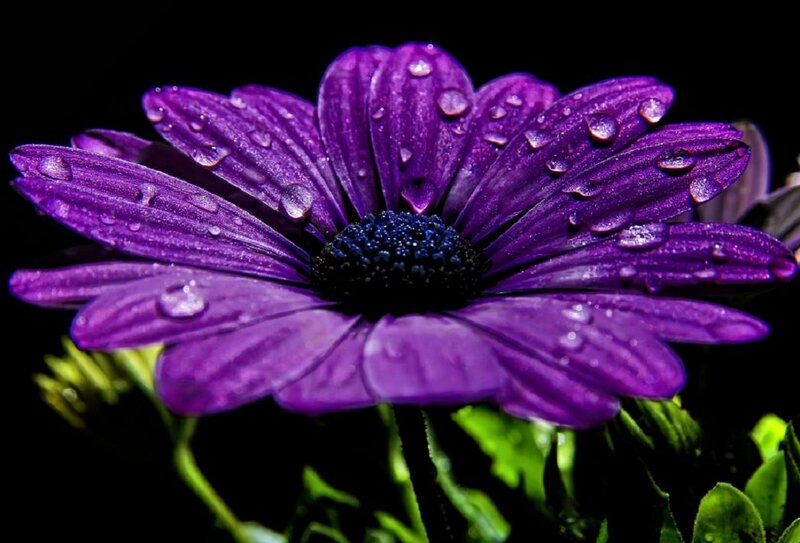 Purple Daisy Flower — Dramatic, Photograph, Petals, Water Droplets