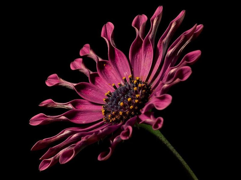 Purple Daisy Flower — Dramatic, Photograph, Stem, Black
