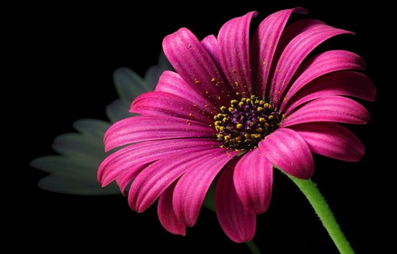 Purple Daisy Flower — Dramatic, Photograph, Stem, Leaf