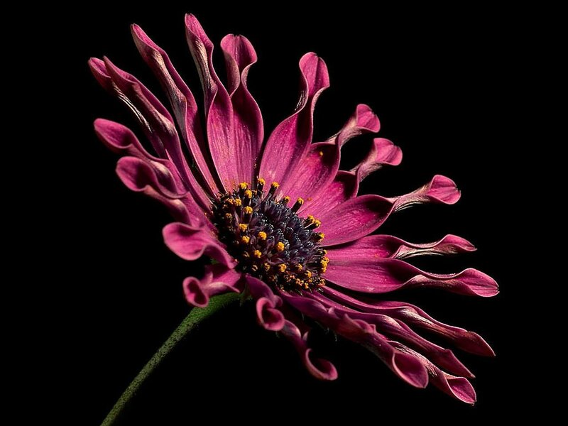 Purple Daisy Flower — Dramatic, Photograph, Stem