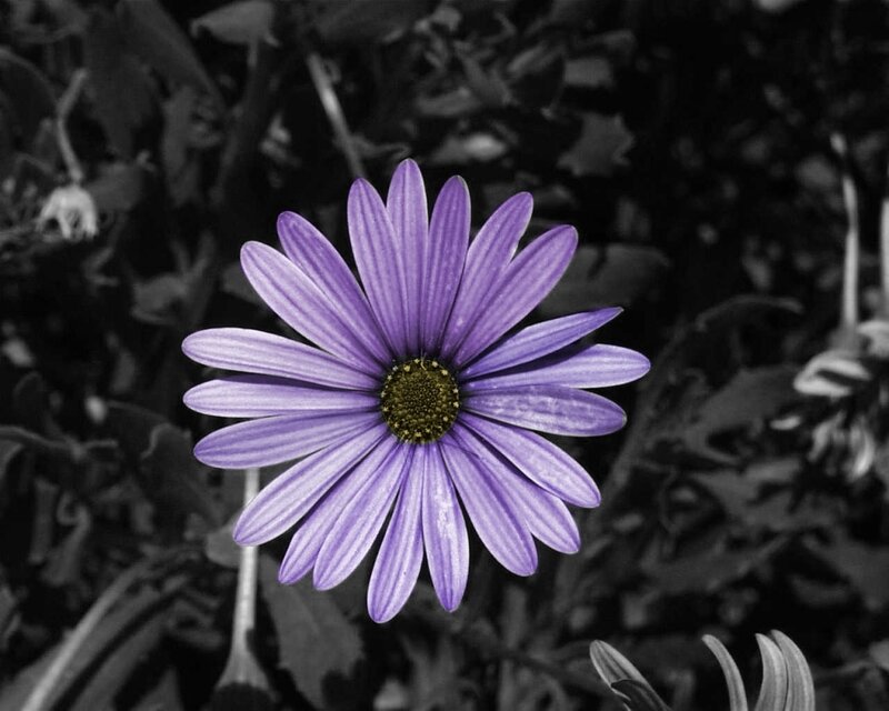 Purple Daisy Flower — Dramatic, Photograph