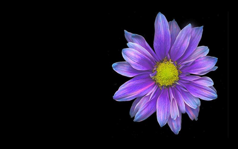 Purple Daisy Flower — Dramatic, Photograph, Yellow Center