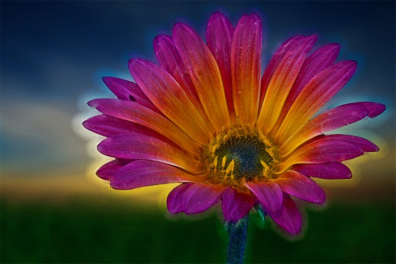 Purple Daisy Flower — Dramatic, Sunset