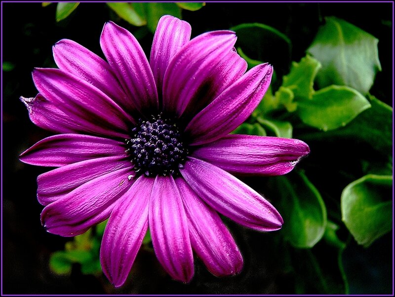 Purple Daisy Flower — Dramatic