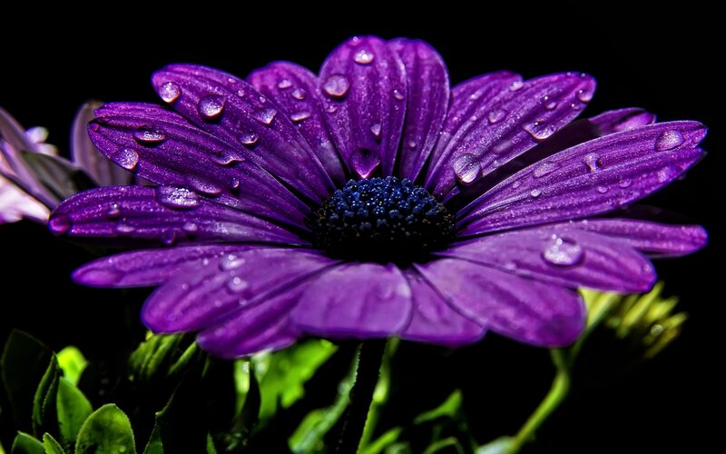 Purple Daisy Flower — Dramatic, Water Droplets
