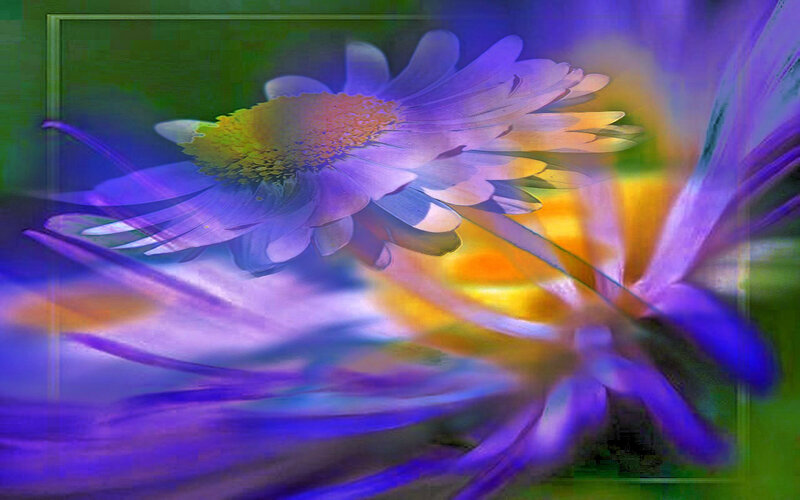 Purple Daisy Flower — Dreamy