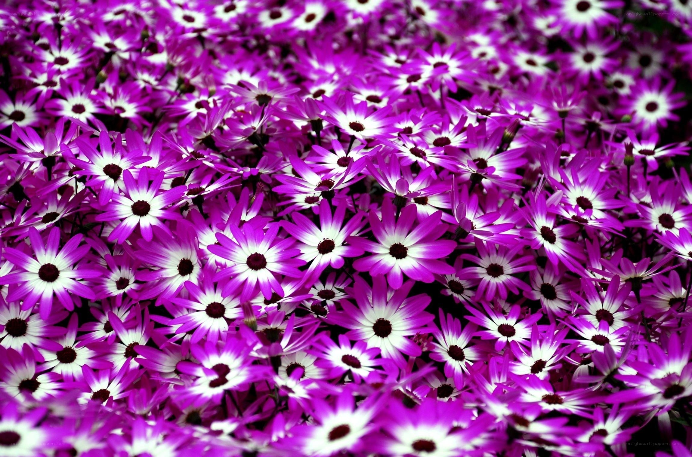 purple daisy flower field