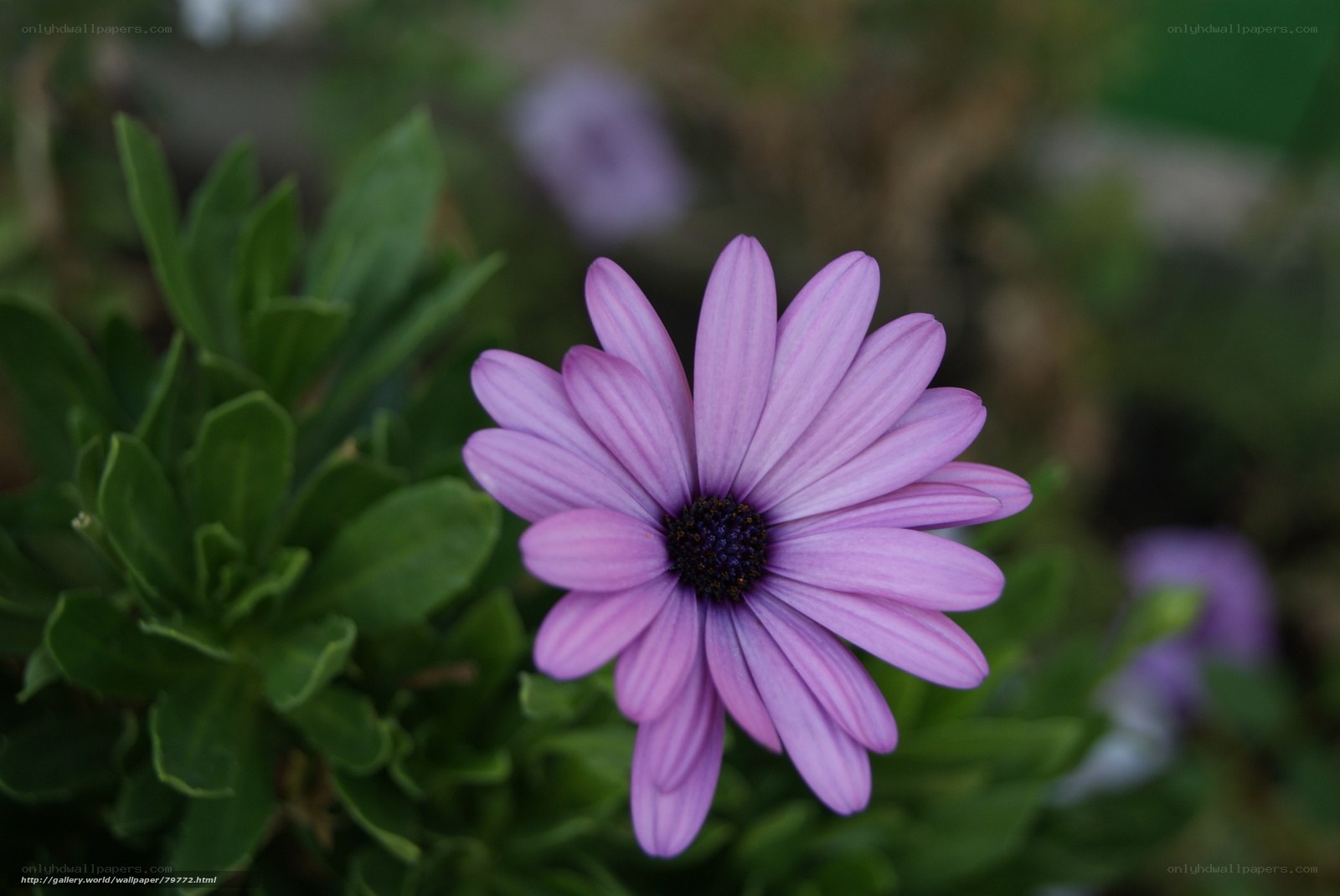Purple daisy flower in garden