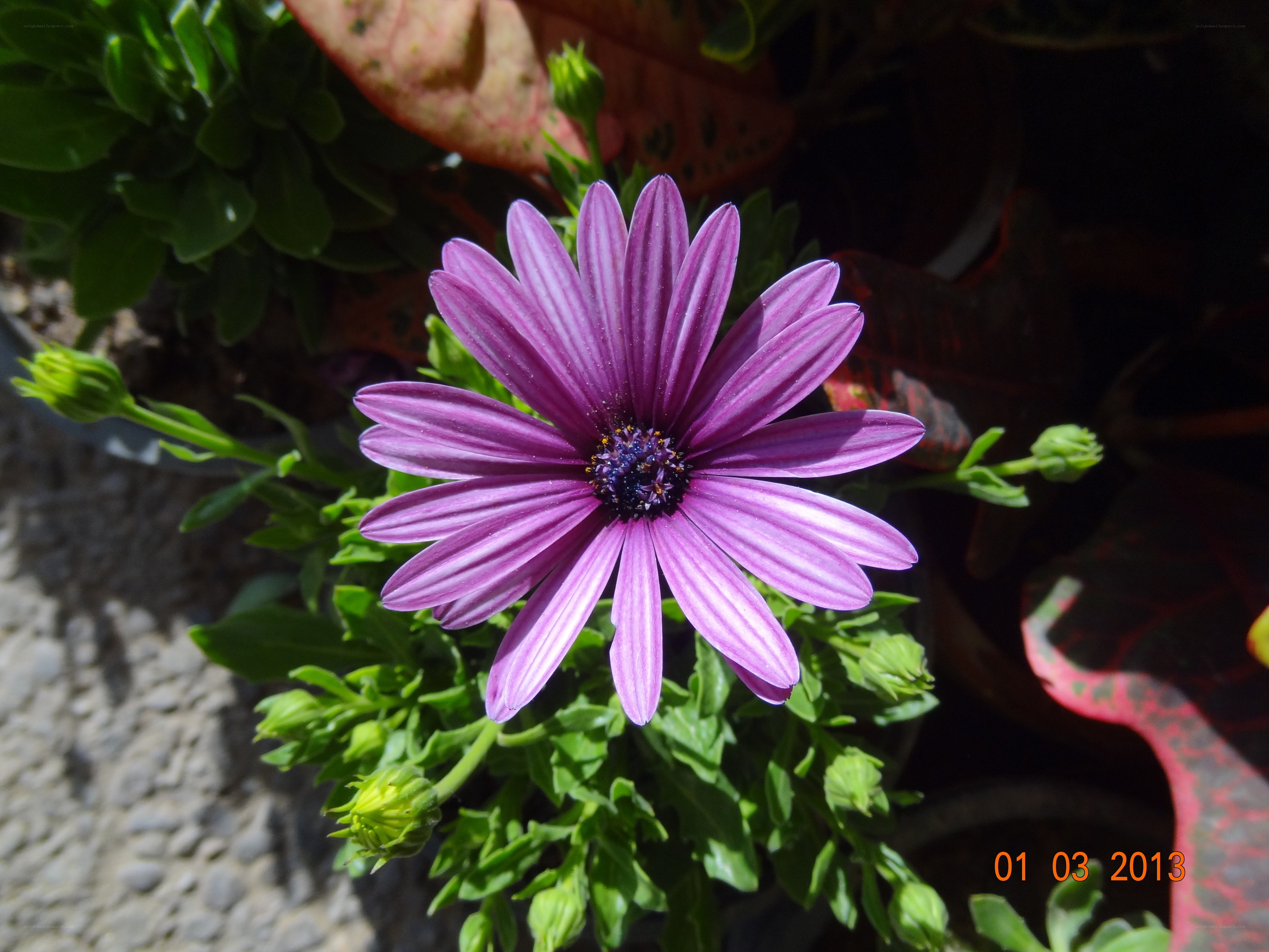Purple daisy flower in sunlight
