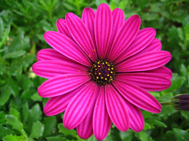 Purple Daisy Flower — Magenta, Calm, Photograph