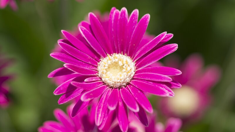 Purple Daisy Flower — Magenta, Calm