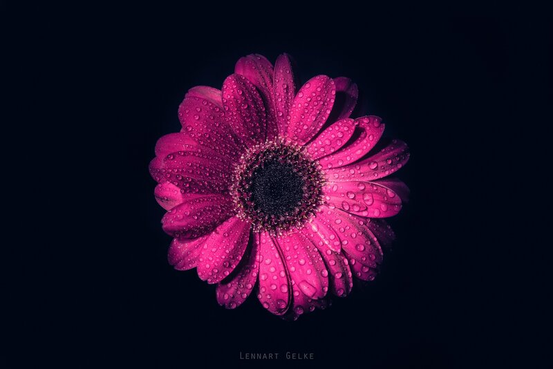 Purple Daisy Flower — Magenta, Dramatic
