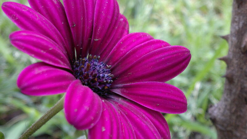 Purple Daisy Flower — Magenta