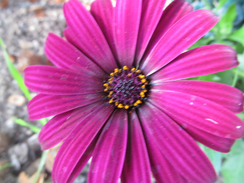 Purple Daisy Flower — Natural, Afternoon