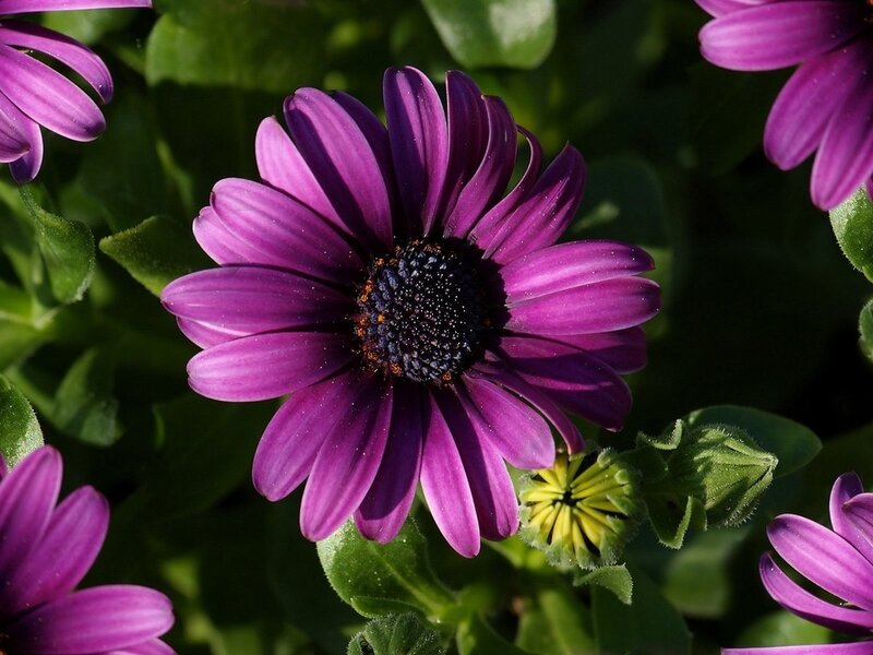 Purple Daisy Flower — Natural
