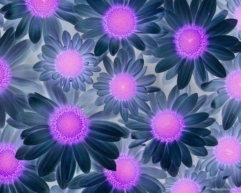 purple daisy flower pattern