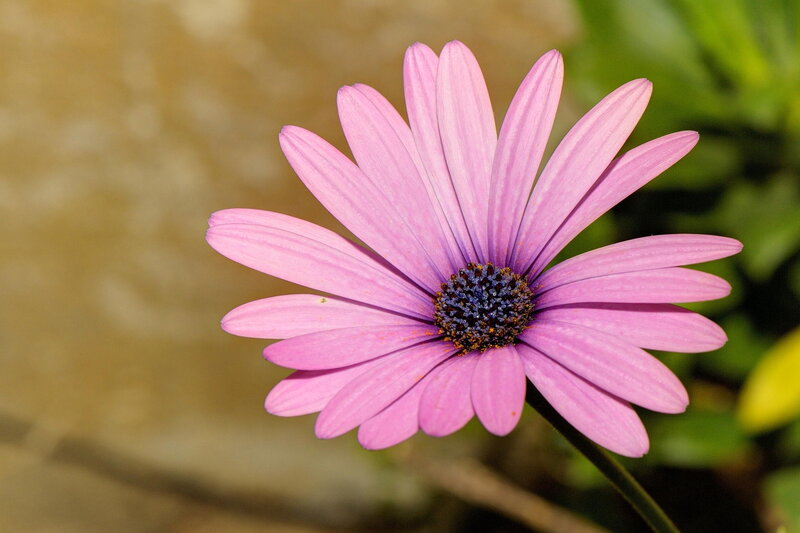 Purple Daisy Flower — Pink, Calm, Afternoon, Photograph