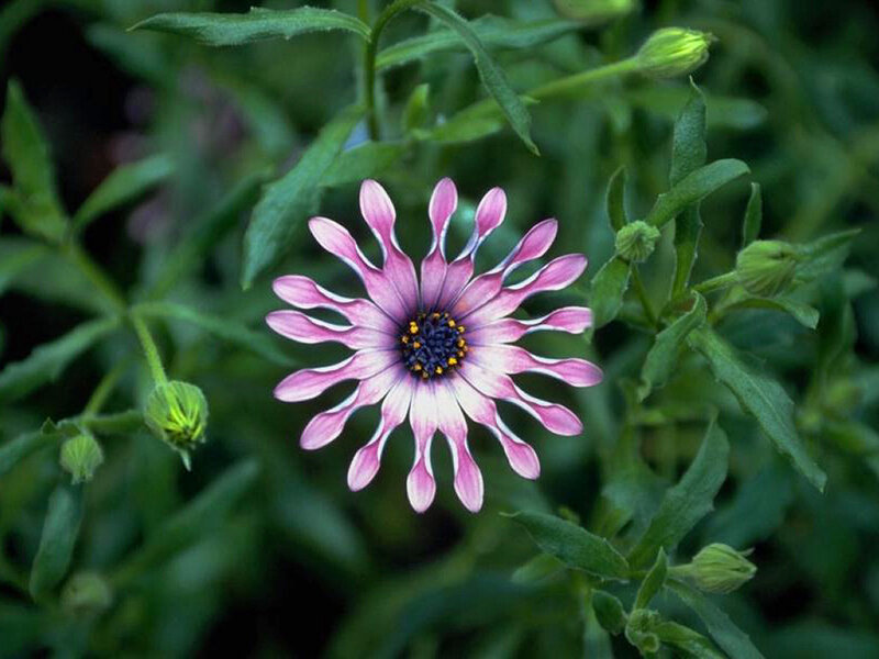Purple Daisy Flower — Pink, Calm, Photograph